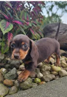 Roxy, a female Dachshund for sale in Nappanee, IN – 6 of 9