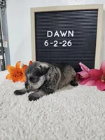Dawn, a female Miniature Schnauzer for sale in Nappanee, IN – 2 of 10