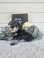 Dena, a female Miniature Schnauzer for sale in Nappanee, IN – 7 of 10