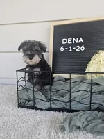 Dena, a female Miniature Schnauzer for sale in Nappanee, IN – 8 of 10