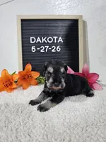 Dakota, a male Miniature Schnauzer for sale in Nappanee, IN – 7 of 10