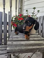 bud, a male Dachshund for sale in Nappanee, IN – 7 of 10