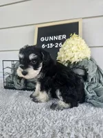 Gunner, a male Miniature Schnauzer for sale in Nappanee, IN – 2 of 10