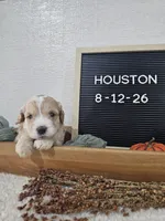 Houston, a male Miniature Goldendoodle for sale in Nappanee, IN – 7 of 8