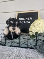 Gunner, a male Miniature Schnauzer for sale in Nappanee, IN – 10 of 10
