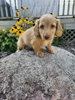 Pumpkin, a male Miniature Dachshund for sale in Nappanee, IN – 9 of 10