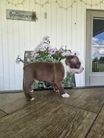 Alfie, a male Boston Terrier for sale in Nappanee, IN – 5 of 10