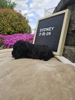 Sydney, a female Miniature Schnauzer for sale in Nappanee, IN – 3 of 9