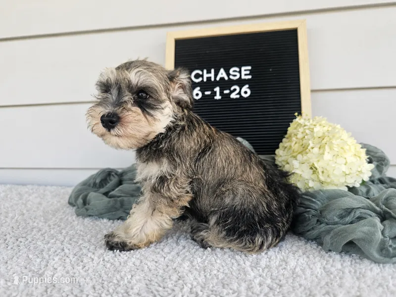 Chase – Miniature Schnauzer puppy for sale in Nappanee, IN
