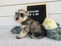 Chase, a male Miniature Schnauzer for sale in Nappanee, IN – 1 of 7