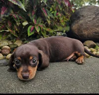Roxy, a female Dachshund for sale in Nappanee, IN – 2 of 9