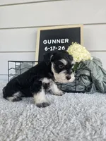 Gunner, a male Miniature Schnauzer for sale in Nappanee, IN – 3 of 10