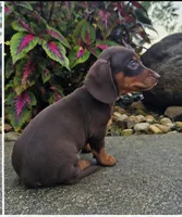 Rock, a male Dachshund for sale in Nappanee, IN – 9 of 9