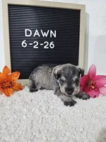 Dawn, a female Miniature Schnauzer for sale in Nappanee, IN – 10 of 10