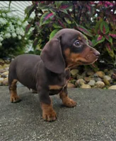 Rock, a male Dachshund for sale in Nappanee, IN – 7 of 9