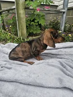 Maggie, a female Dachshund for sale in Nappanee, IN – 8 of 10