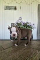 Alfie, a male Boston Terrier for sale in Nappanee, IN – 3 of 10