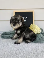 Crista, a male Miniature Schnauzer for sale in Nappanee, IN – 5 of 9
