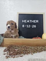 Heather, a female Miniature Goldendoodle for sale in Nappanee, IN – 10 of 10