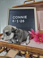 Connie, a female Miniature Schnauzer for sale in Nappanee, IN – 2 of 9