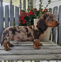 Buster, a male Dachshund for sale in Nappanee, IN – 8 of 8
