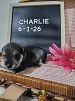 Charlie, a male Miniature Schnauzer for sale in Nappanee, IN – 6 of 10