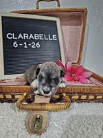 Clarabelle, a female Miniature Schnauzer for sale in Nappanee, IN – 2 of 10