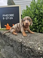 Phoebe, a female Dachshund for sale in Nappanee, IN – 10 of 10