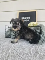 Debbie, a female Miniature Schnauzer for sale in Nappanee, IN – 2 of 8