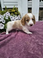 Flash, a male Miniature Dachshund for sale in Nappanee, IN – 6 of 7
