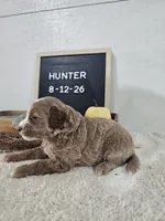Hunter, a male Miniature Goldendoodle for sale in Nappanee, IN – 4 of 9