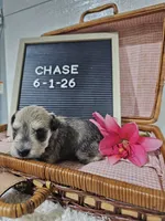 Chase, a male Miniature Schnauzer for sale in Nappanee, IN – 2 of 10