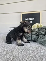 Debbie, a female Miniature Schnauzer for sale in Nappanee, IN – 7 of 8