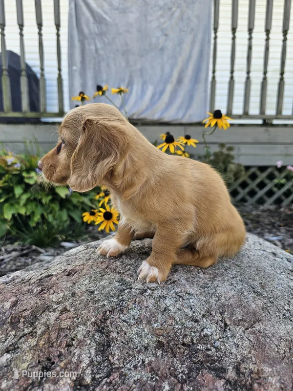 Autumn – Miniature Dachshund puppy for sale in Nappanee, IN