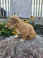 Autumn, a female Miniature Dachshund for sale in Nappanee, IN – 1 of 10