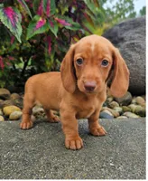 Rex, a male Dachshund for sale in Nappanee, IN – 7 of 9