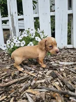 Roxy, a male Miniature Dachshund for sale in Nappanee, IN – 2 of 4