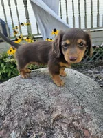 Ginger, a male Miniature Dachshund for sale in Nappanee, IN – 3 of 8