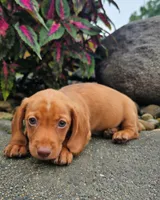 Rex, a male Dachshund for sale in Nappanee, IN – 4 of 9
