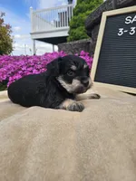 Sabre, a male Miniature Schnauzer for sale in Nappanee, IN – 9 of 10