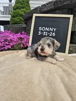 Sunny, a male Miniature Schnauzer for sale in Nappanee, IN – 6 of 9