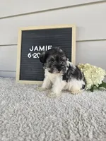 Jamie, a male Miniature Schnauzer for sale in Nappanee, IN – 5 of 9