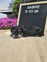 Sabre, a male Miniature Schnauzer for sale in Nappanee, IN – 7 of 10