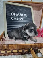 Charlie, a male Miniature Schnauzer for sale in Nappanee, IN – 2 of 10