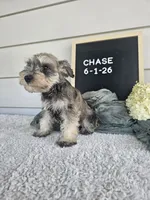 Chase, a male Miniature Schnauzer for sale in Nappanee, IN – 6 of 7