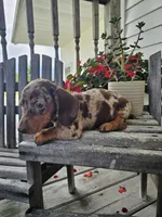 Buster, a male Dachshund for sale in Nappanee, IN – 6 of 8