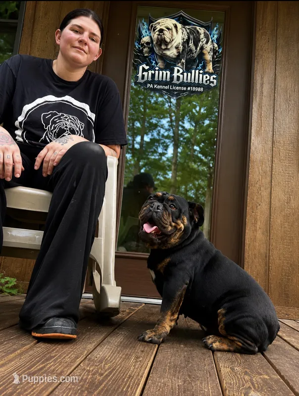 Ziya – English Bulldog puppy for sale in Clymer, PA