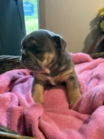 Athena, a female English Bulldog for sale in Clymer, PA – 4 of 8