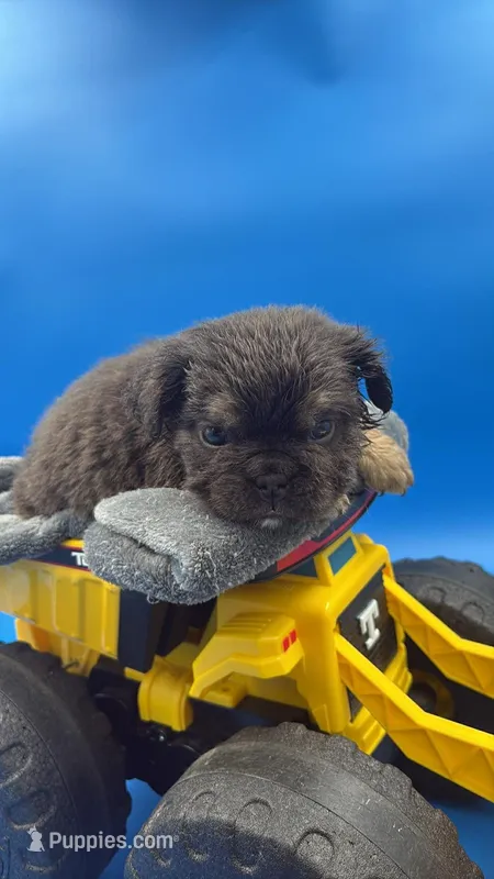 Blue fluffy – English Bulldog puppy for sale in Clymer, PA