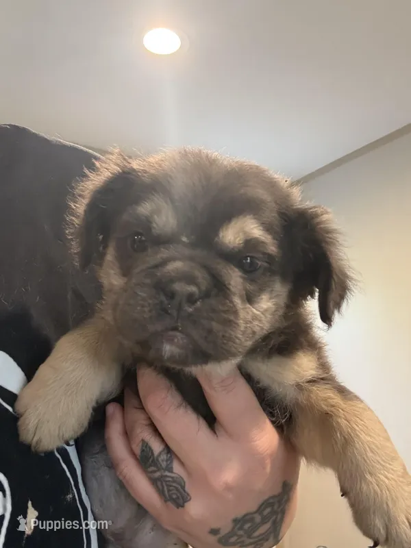 Blue fluffy – English Bulldog puppy for sale in Clymer, PA